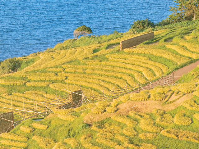千枚田